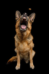 German Shepherd Dog with Funny Face Sitting and Catching treat on Isolated Black Background