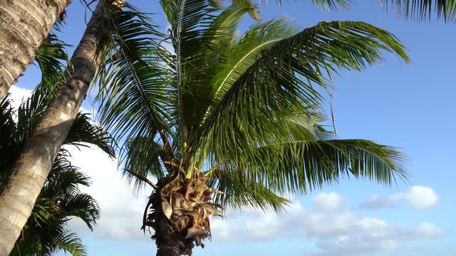 Palm tree view from the bottom. Leaves are shaking by strong wind in blue sky. 4K