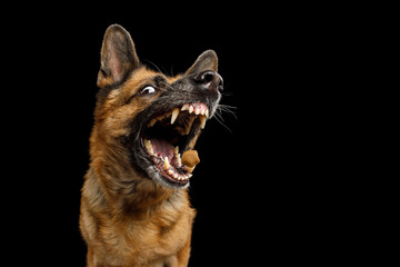 Closeup Portrait of Funny German Shepherd Dog With opened Mouth Catching treat on Isolated Black Background
