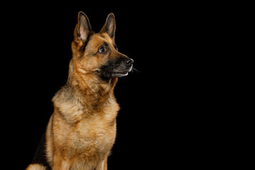 Portrait of Cute German Shepherd Dog Looking Curious on Isolated Black Background
