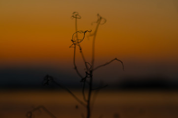 夕焼けの水面と草木
