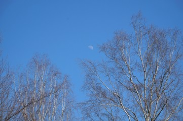 Birkenwald und Mond
