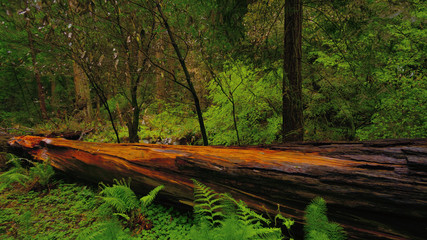 Beautiful nature at Redwood Forest