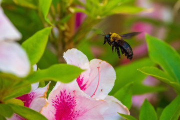 Fototapeta premium 働く