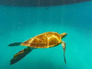 Mit karibischer Meeresschildkröte unter Wasser