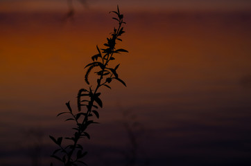 夕焼けの水面と草木
