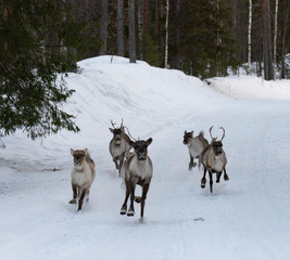 Naklejka premium Reindeers2