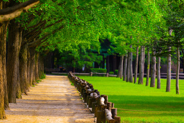 Green tree with the walk way in the natural park.