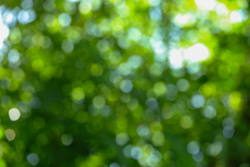 green bokeh abstract background