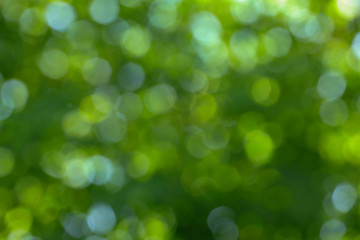 Fototapeta premium green bokeh abstract background