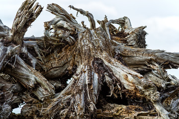 Ancient trees found in peat bogs
