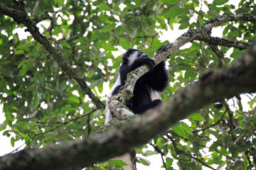Colobus Affe