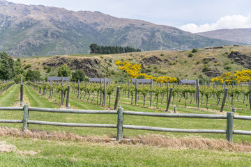 Fototapeta na wymiar lines of vine in vineyard near Gibbston, Otago, New Zealand