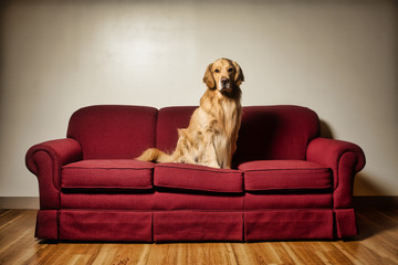 Golden Retriever dog on burgundy sofa