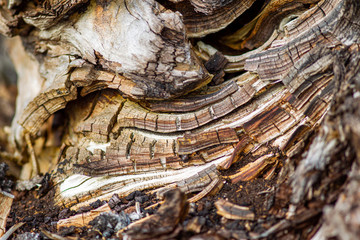 Ancient trees found in peat bogs