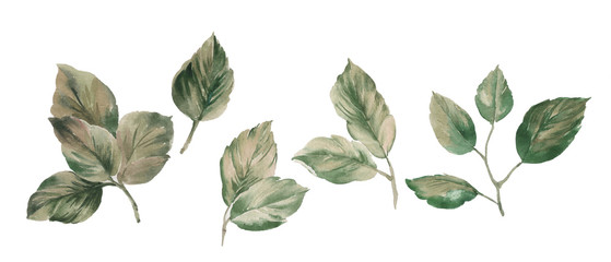 Flowers watercolor illustration.Manual composition.Big Set watercolor elements.