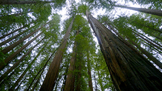 Fototapeta Giant red cedar trees in the Avenue of the Giants - Redwood National Park