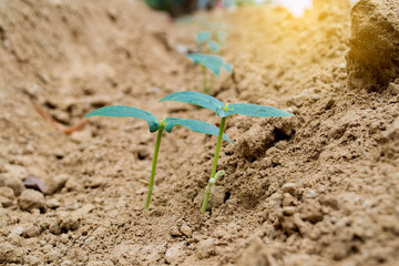 Organic yardlong bean in the farm.