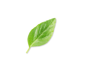 Fototapeta na wymiar Close up studio shot of fresh green basil herb leaves isolated on white background. Sweet Genovese basil, with clipping path.