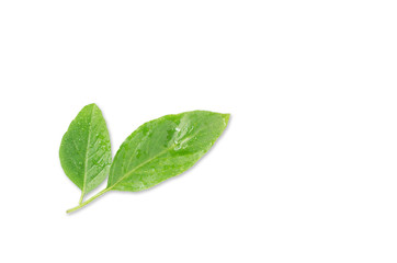 Close up studio shot of fresh green basil herb leaves isolated on white background. Sweet Genovese basil, with clipping path.