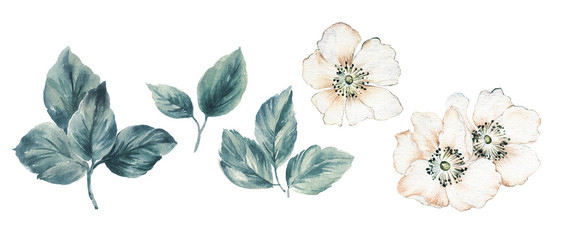 Flowers watercolor illustration.Manual composition.Big Set watercolor elements. - 335745287