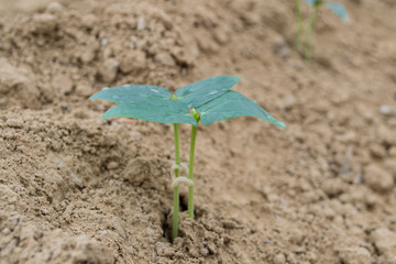 Organic yardlong bean in the farm.