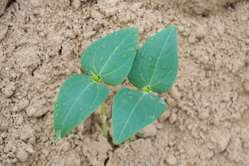 Organic yardlong bean in the farm.