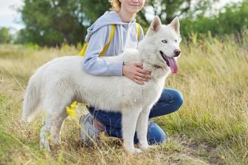 Closeup young white female husky dog with tongue blue eyes on walk