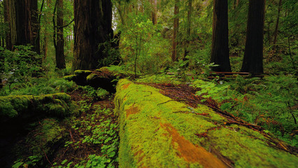 Beautiful nature at Redwood Forest
