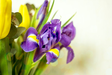 Bouquet of yellow and lilac irises close-up