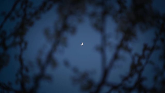 la luna inquadrata tra i rami di una pianta in primavera in slowmotion 1080p.