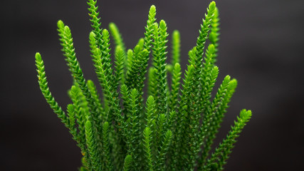 close up of fern leaf