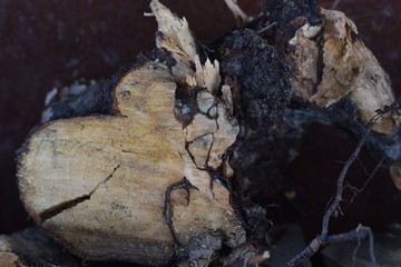 trunk of a pine