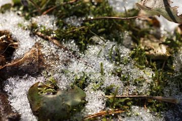 Snow lies on the moss close up. Macro photography of Melting snow in the forest. Details of melted snow crystals on the green moss background. Spring in the forest. Belarus, Minsk.