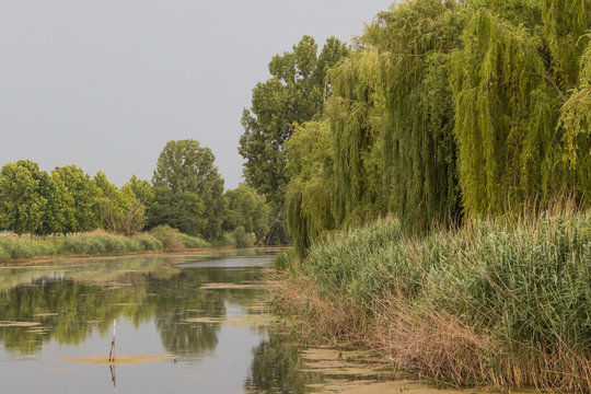Typically Bosut landscape with cane, Vinkovci, Croatia.