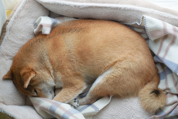 家でくつろぐ柴犬