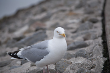 Birds in nature