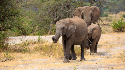 Obraz premium Elefantenherde