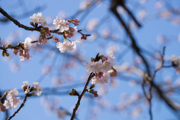 Obraz premium 満開の河津桜