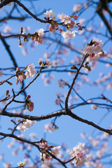 満開の河津桜
