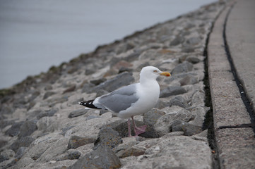 Birds in nature