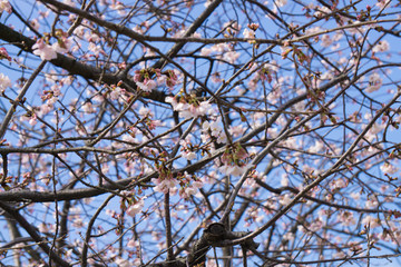 満開の河津桜