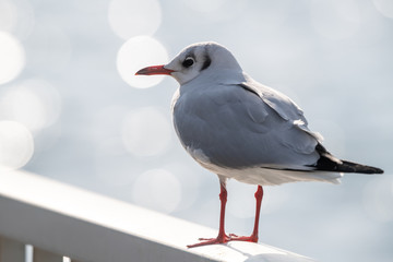 鼻の孔