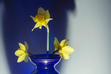 still life with three yellow Narcissus on a blue background