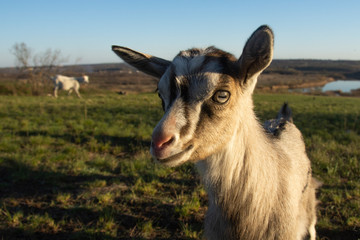 Naklejka na ściany i meble A young goat on a meadow