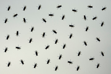 flies on glass, pattern