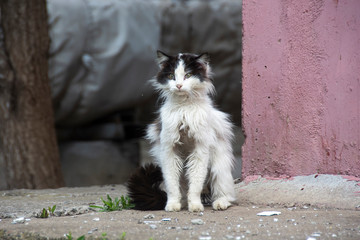 sick and unhappy street cat - 335747289