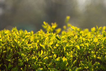 Obraz premium fresh green leaves in backlight