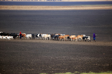 Massai