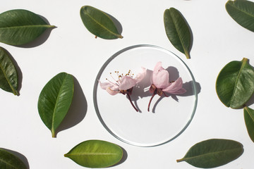 composition of green leaves and flowers on a white background